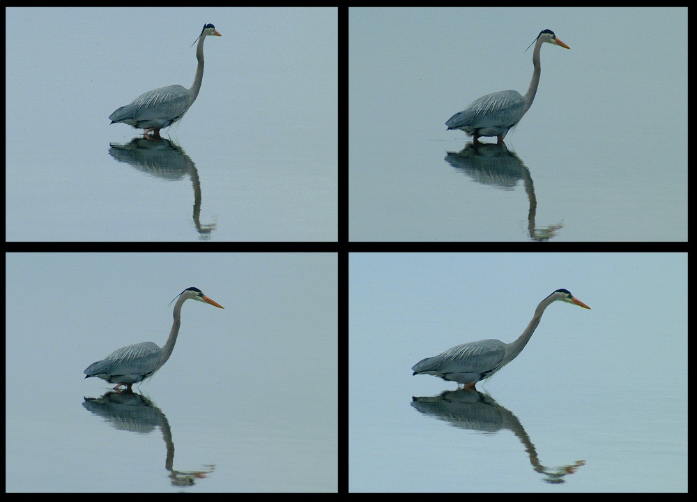 (16) heron montage.jpg   (1000x720)   190 Kb                                    Click to display next picture